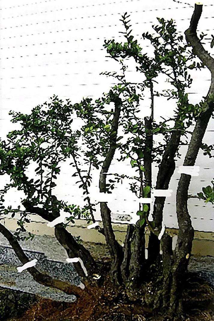 高干山橘盆景林桩怎么改作的方法