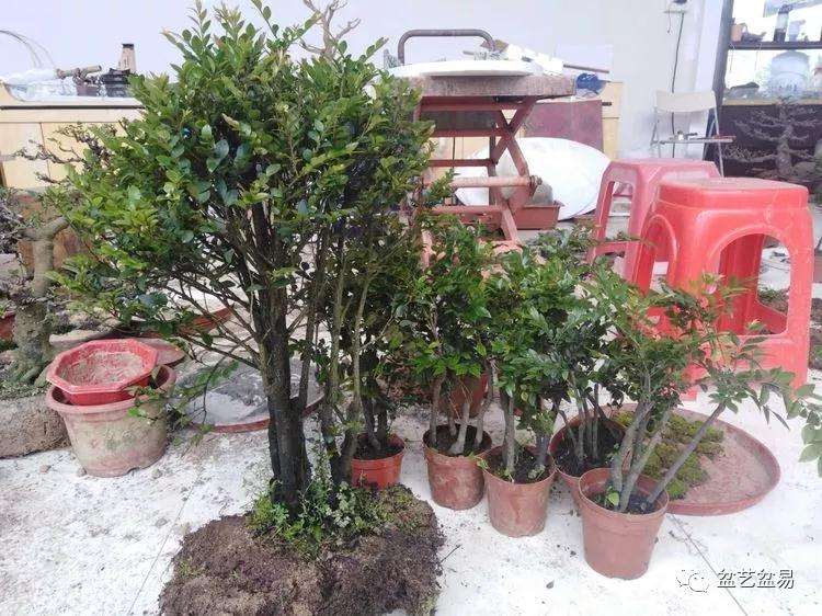 黑檀水旱盆景怎么制作的方法