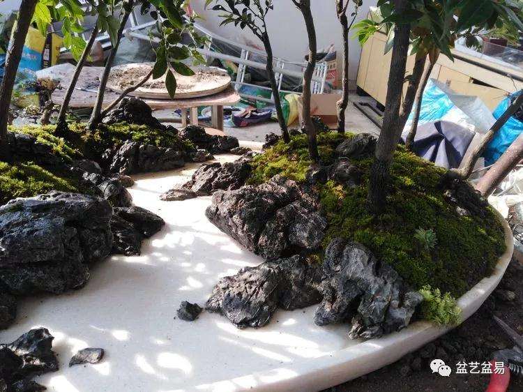 黑檀水旱盆景怎么制作的方法