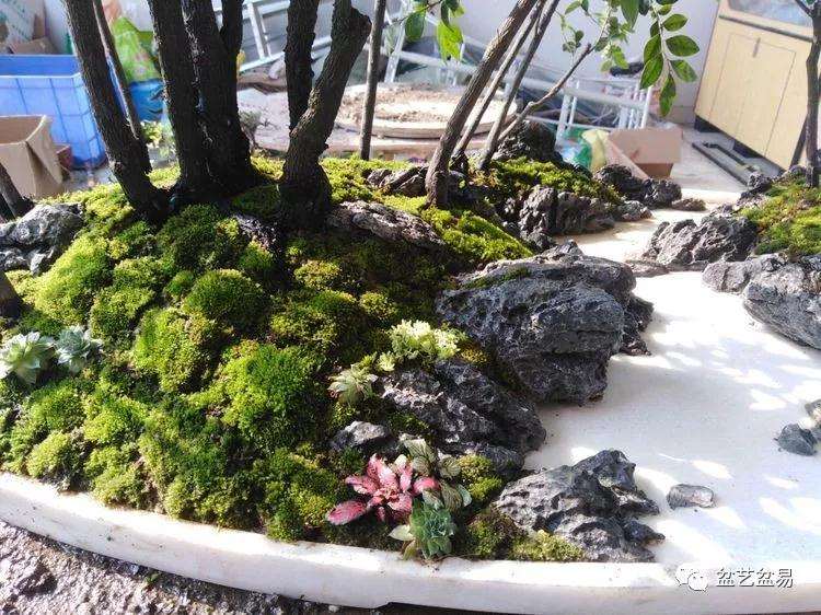 黑檀水旱盆景怎么制作的方法