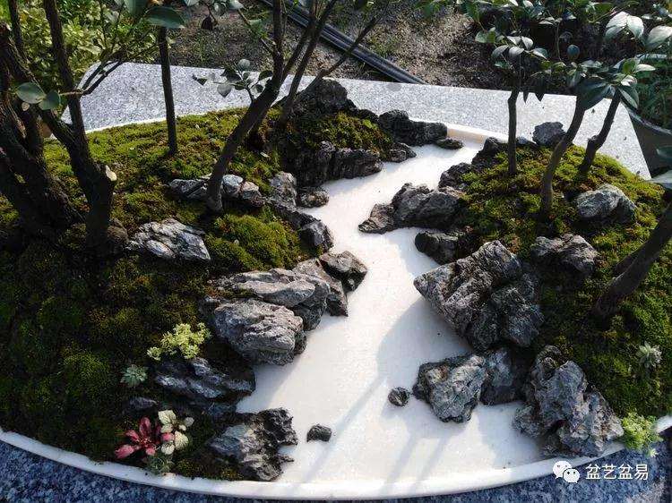 黑檀水旱盆景怎么制作的方法