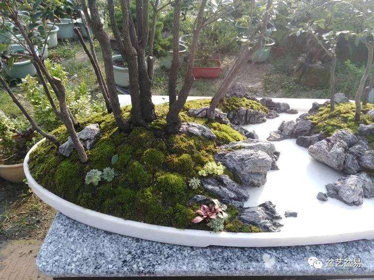 黑檀水旱盆景怎么制作的方法