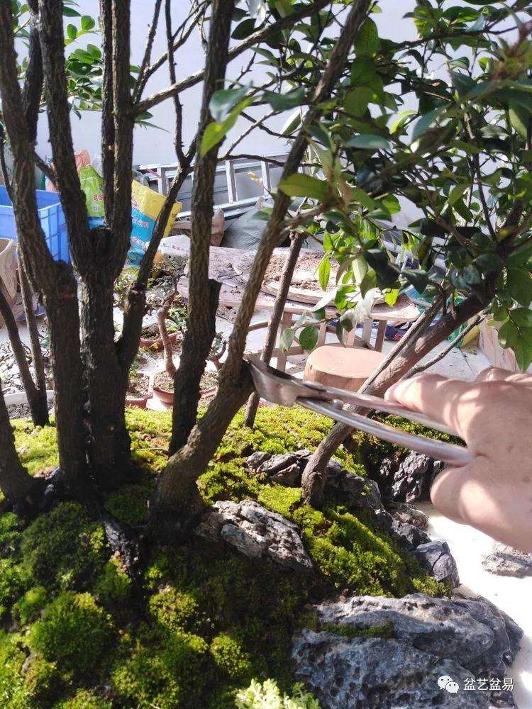 黑檀水旱盆景怎么制作的方法