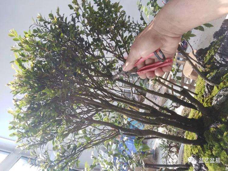 黑檀水旱盆景怎么制作的方法