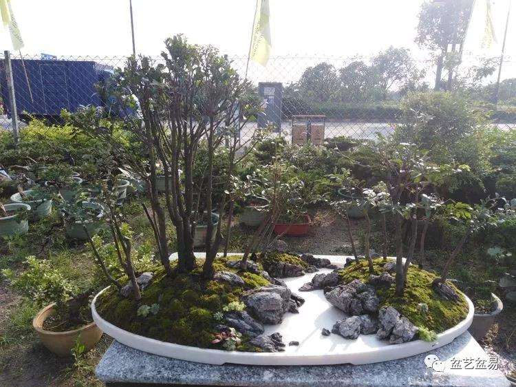 黑檀水旱盆景怎么制作的方法