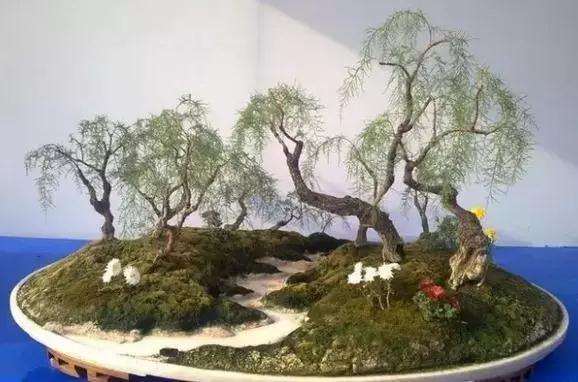 柽柳盆景怎么管理与维护的方法