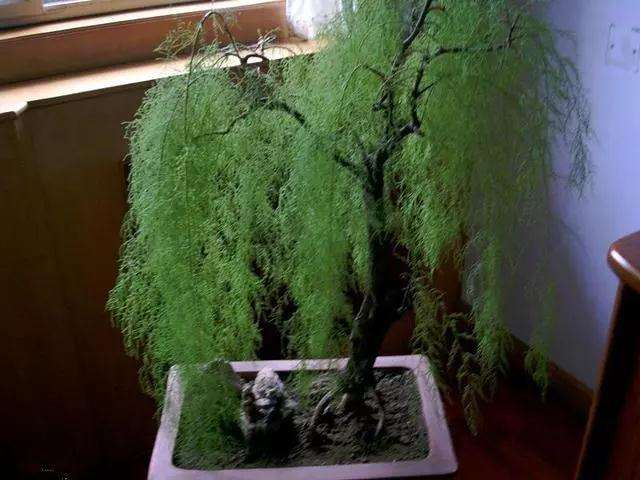 柽柳盆景怎么制作和养护方法