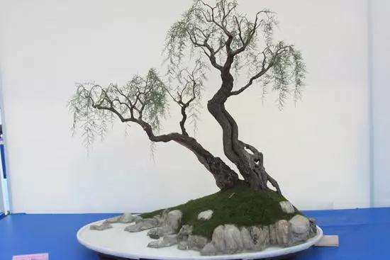 柽柳盆景怎么制作和养护方法