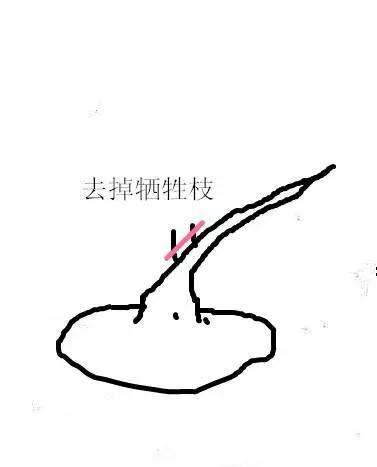 柽柳盆景怎么制作和养护方法