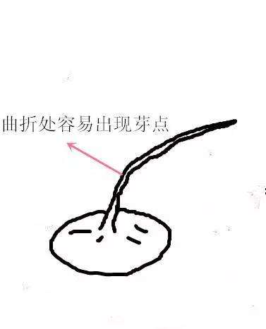 柽柳盆景怎么制作和养护方法