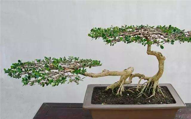 三角形盆景怎么蟠扎造型的方法