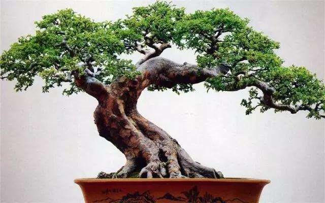 三角形盆景怎么蟠扎造型的方法