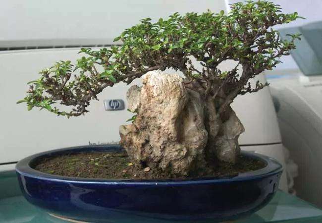 春季六月雪盆景怎么制作养护的方法