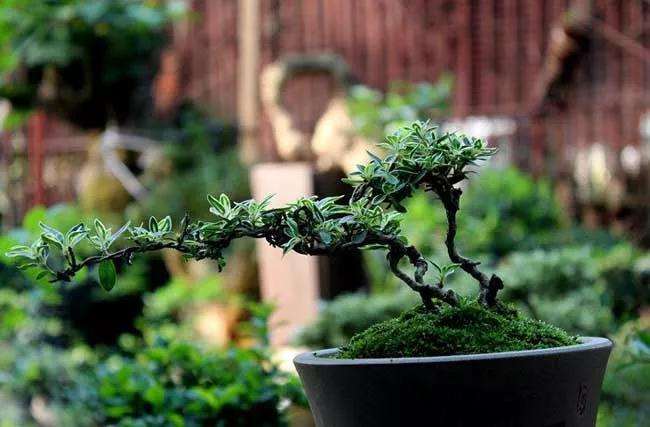 春季六月雪盆景怎么制作养护的方法