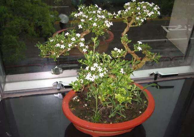 春季六月雪盆景怎么制作养护的方法