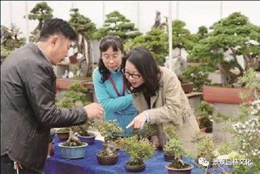 如皋盆景交易大会设立小微盆景展