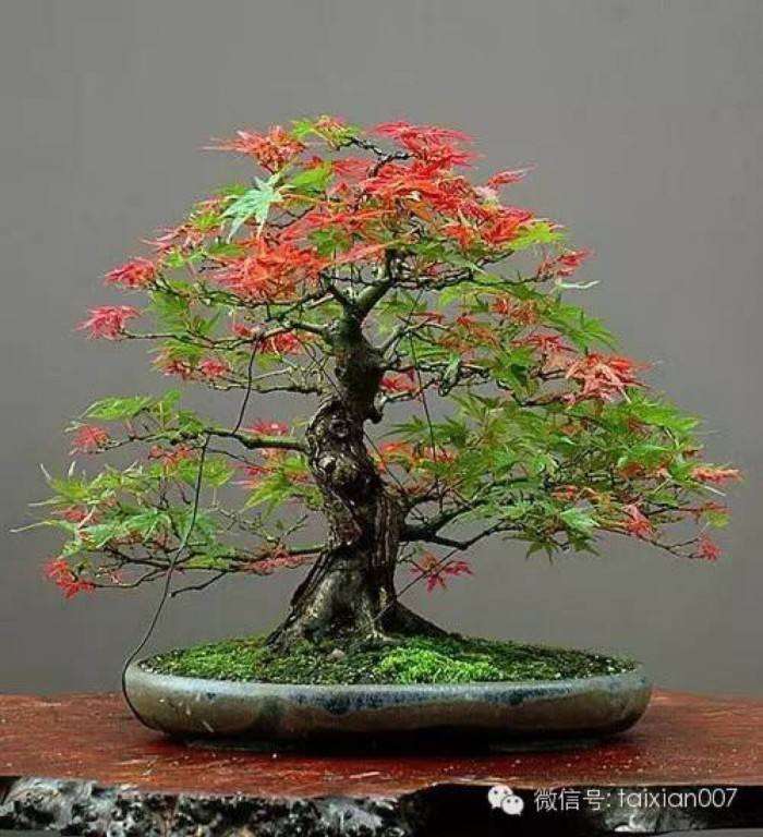 枫树盆景怎么换盆施肥的方法