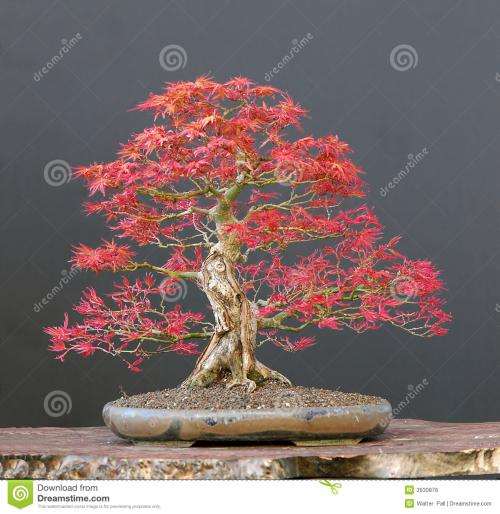 枫树盆景怎么换盆施肥的方法