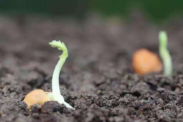 青枫盆景怎么播种发芽的方法