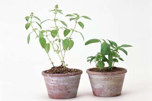 青枫盆景怎么播种发芽的方法