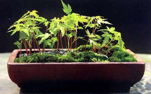 青枫盆景怎么播种发芽的方法