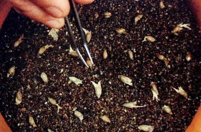 青枫盆景怎么播种发芽的方法