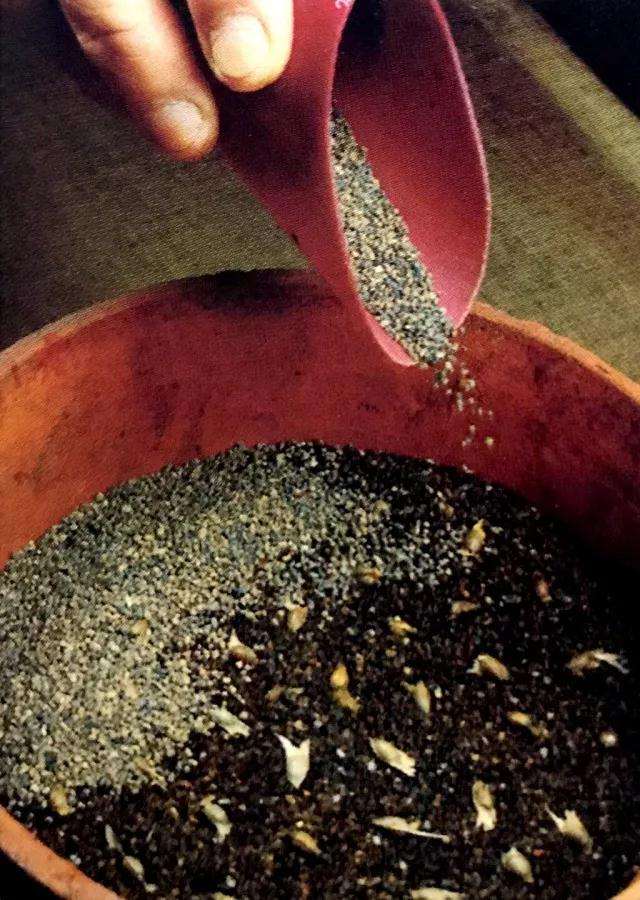 青枫盆景怎么播种发芽的方法