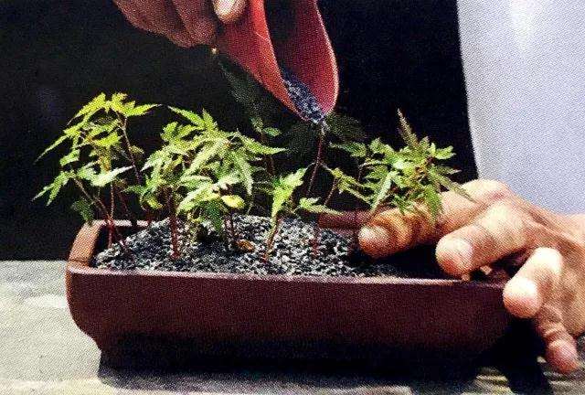 青枫盆景怎么播种发芽的方法