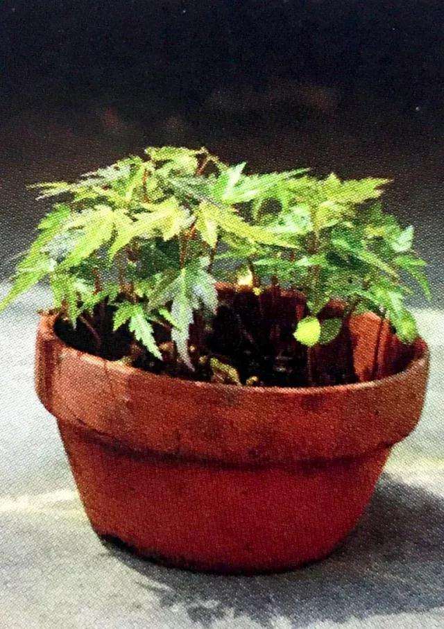 青枫盆景怎么播种发芽的方法