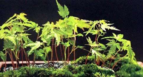 青枫盆景怎么播种发芽的方法