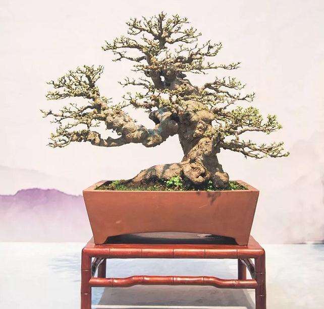 2018年首届江苏盆景精品展