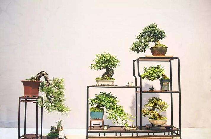 2018年首届江苏盆景精品展