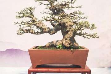 2018年首届江苏盆景精品展