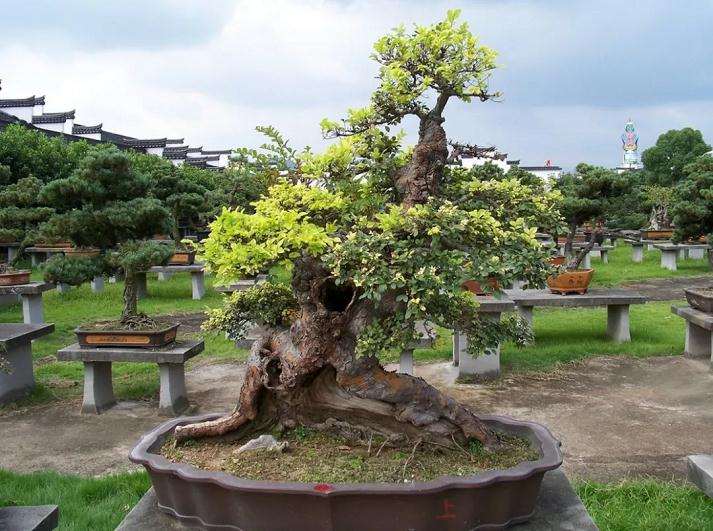 村里藏千年继木盆景