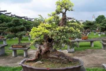 村里藏千年继木盆景 求估价格