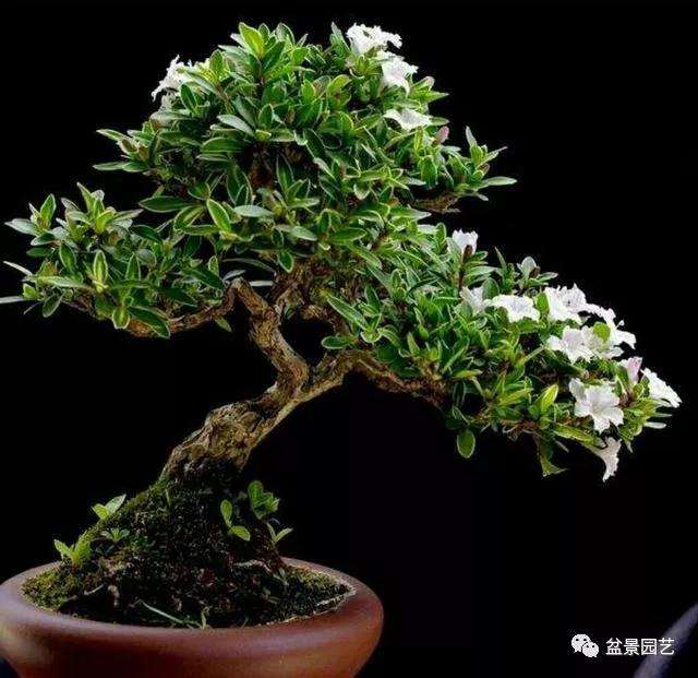 六月雪盆景怎么浇水修剪的方法