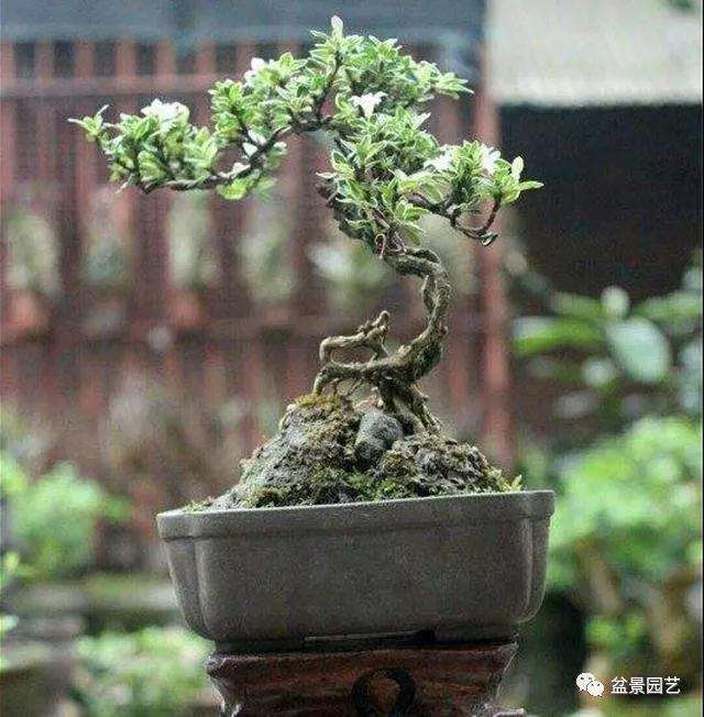 六月雪盆景怎么浇水修剪的方法