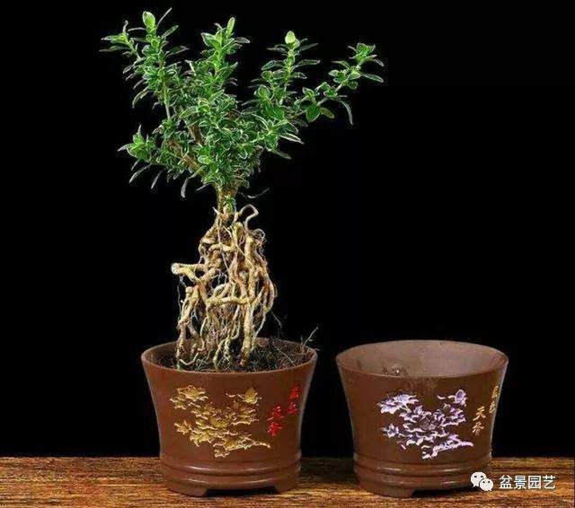 六月雪盆景的主干枝叶怎么造型