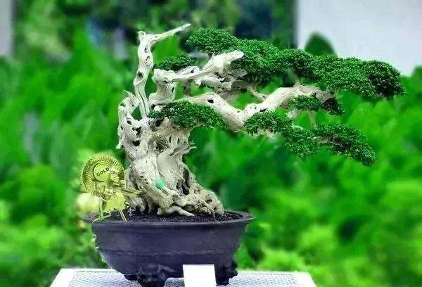 现代盆景的中国风与世界风