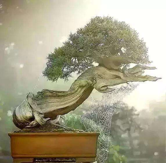 现代盆景的中国风与世界风