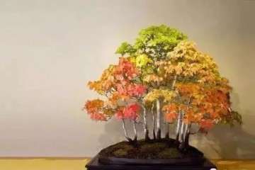 中国盆景的古风与现代风有什么区别