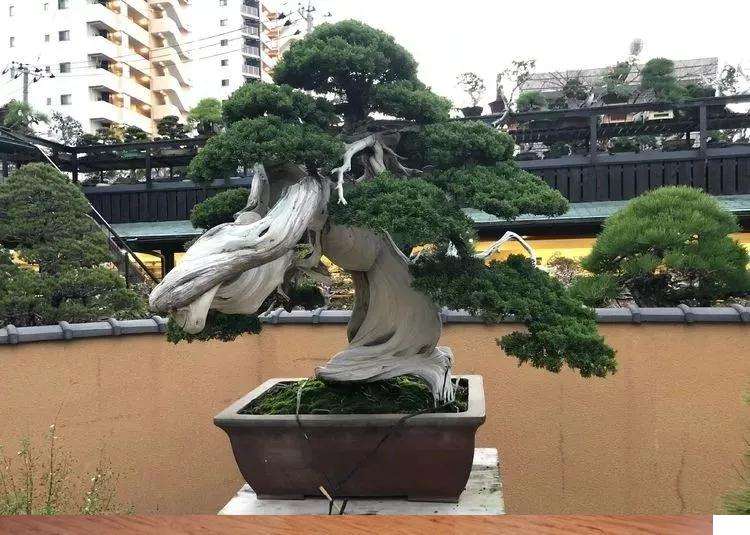 我眼中的日本盆景行业现状