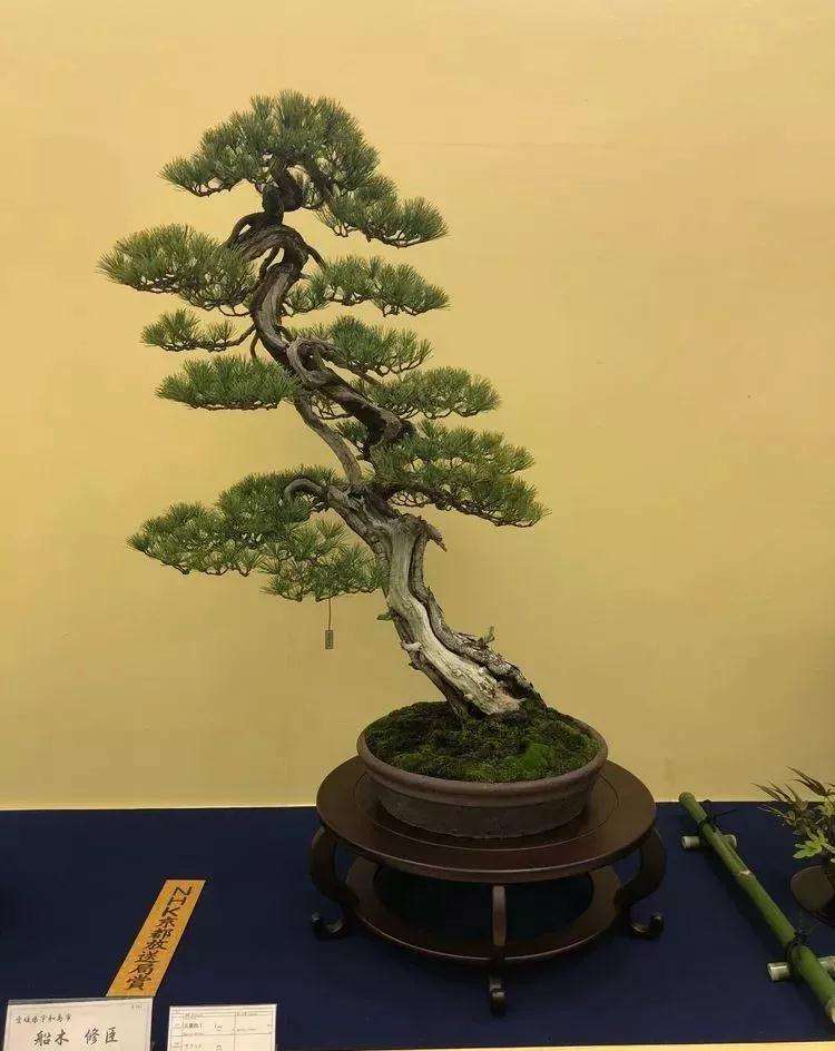 我眼中的日本盆景行业现状