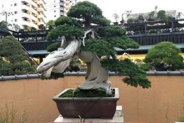 我眼中的日本盆景行业现状