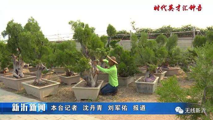 何继刚掌握了独特的盆景扦插技术