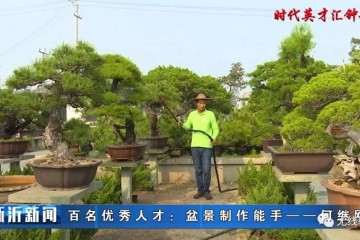 何继刚掌握了独特的盆景扦插技术