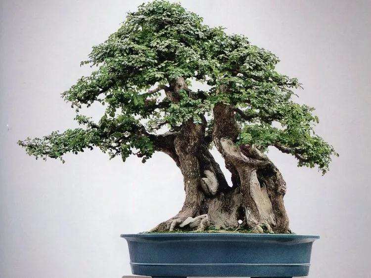 对节白蜡盆景有什么养护技巧