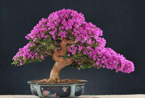 花卉盆景夏天养护和浇水的6个技巧