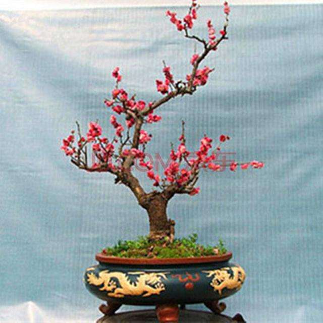 花卉盆景夏天养护和浇水的6个技巧