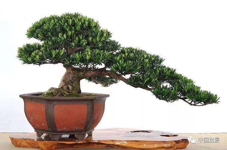 汕头市盆艺师嫁接了400盆罗汉松盆景